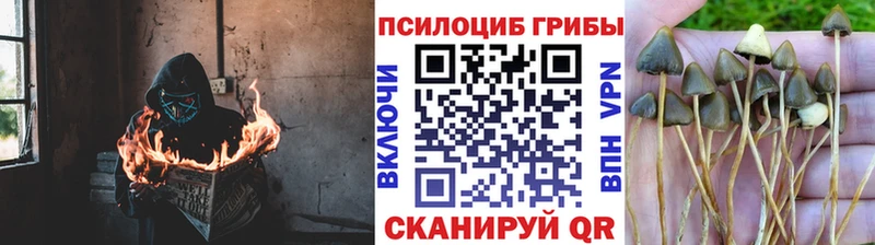 Псилоцибиновые грибы ЛСД  как найти закладки  Балашиха 